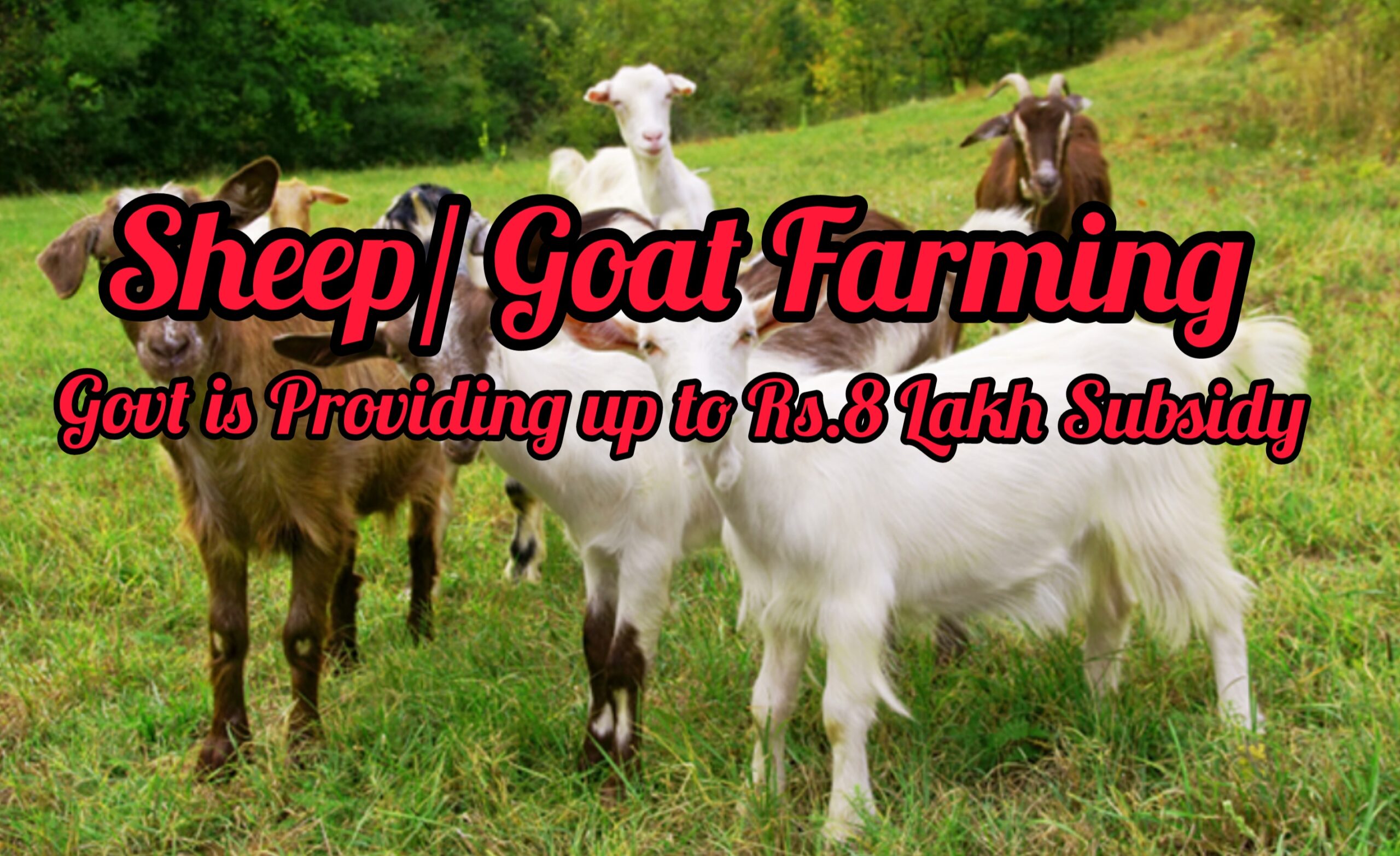 Sheep/ Goat Farming: Govt is Providing up to Rs.8 Lakh Subsidy to