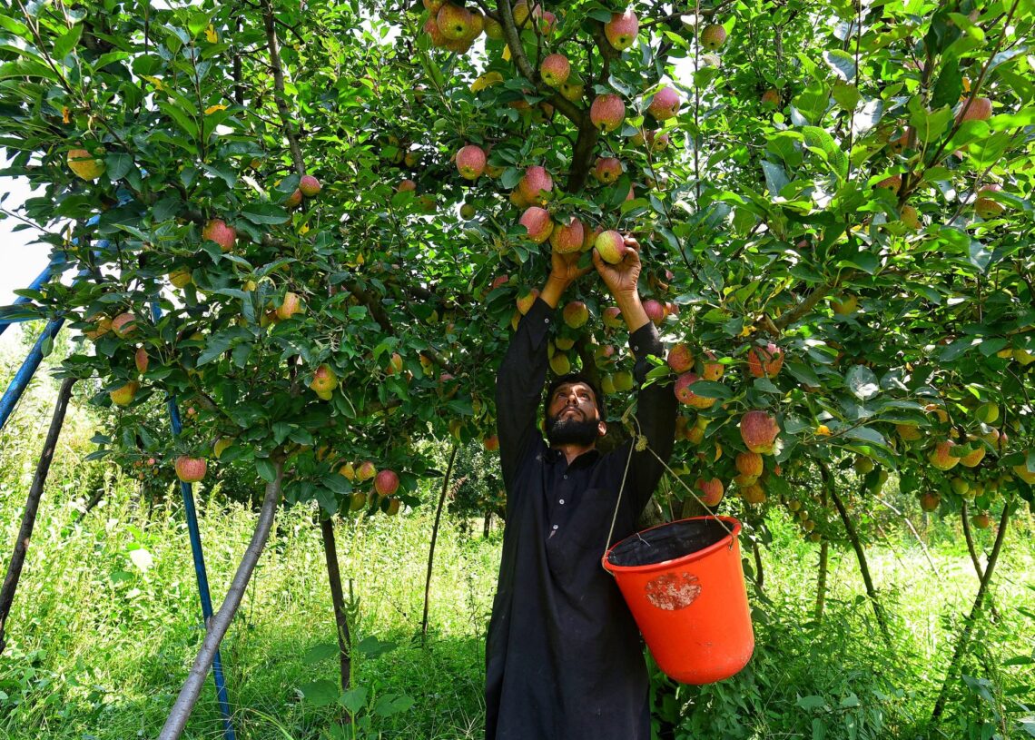 Fruit growers worried as Bangladesh hikes assessment value by 40 percent Roshan Kashmir